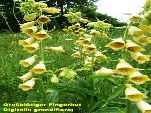 Nord-West-Slowakei, Mala-Fatra, Großblütiger Fingerhut - Digitalis Grandiflora