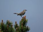Nord-West-Slowakei, Mala-Fatra,