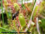 Nord-West-Slowakei, Mala-Fatra, Englischer Sonnentau - Drosera Anglica