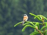Nord-West-Slowakei, Mala-Fatra,